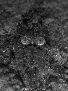 BUGEYED by Marko Perisic 